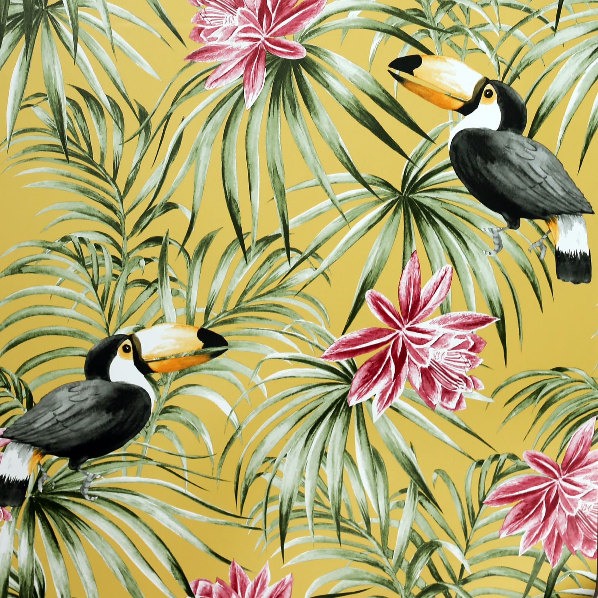 Toucan Wallpapers