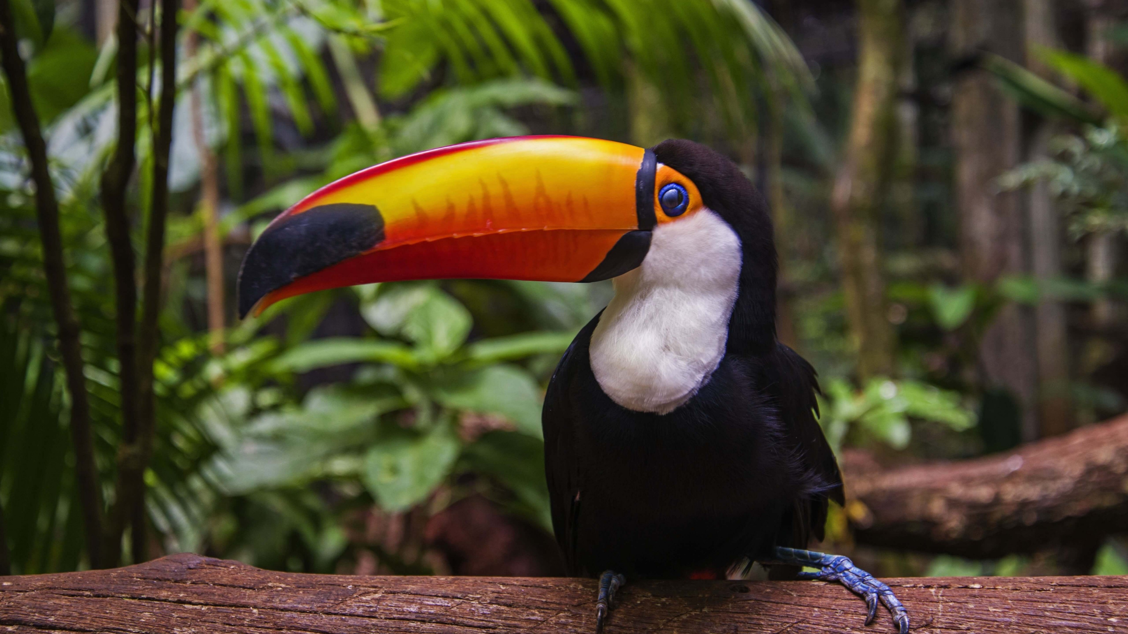 Toucan Wallpapers