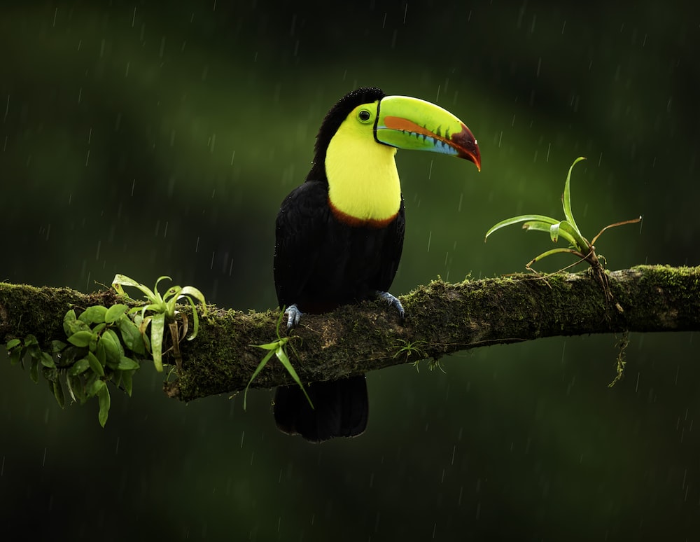 Toucan Wallpapers