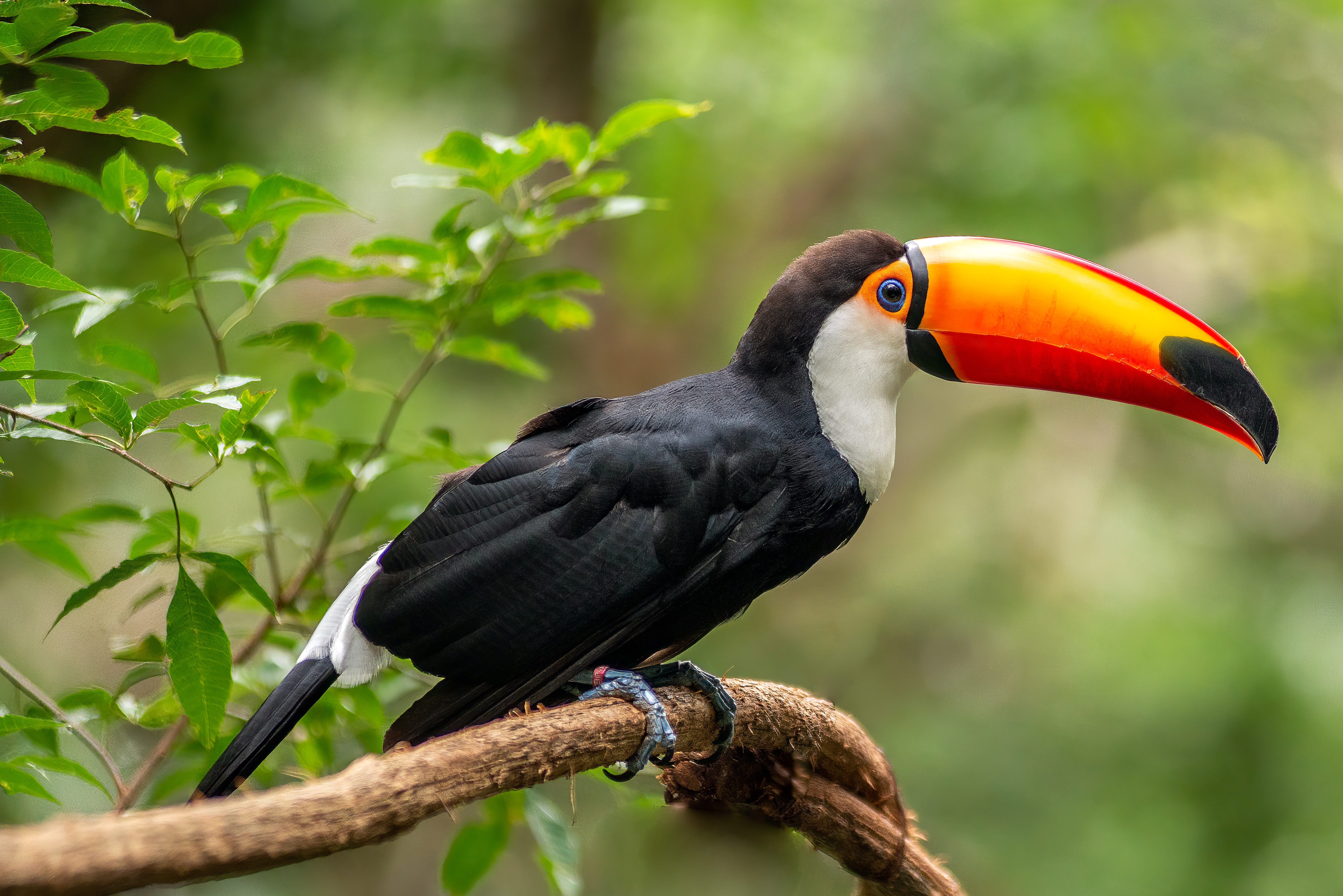 Toucan Wallpapers