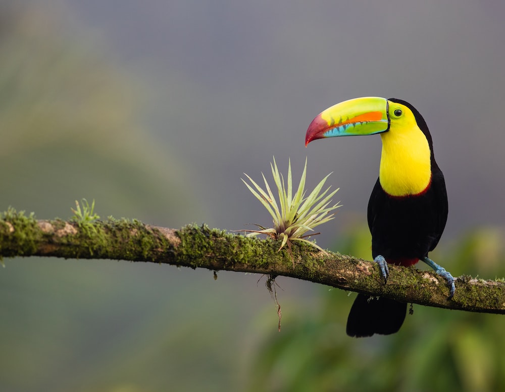 Toucan Wallpapers