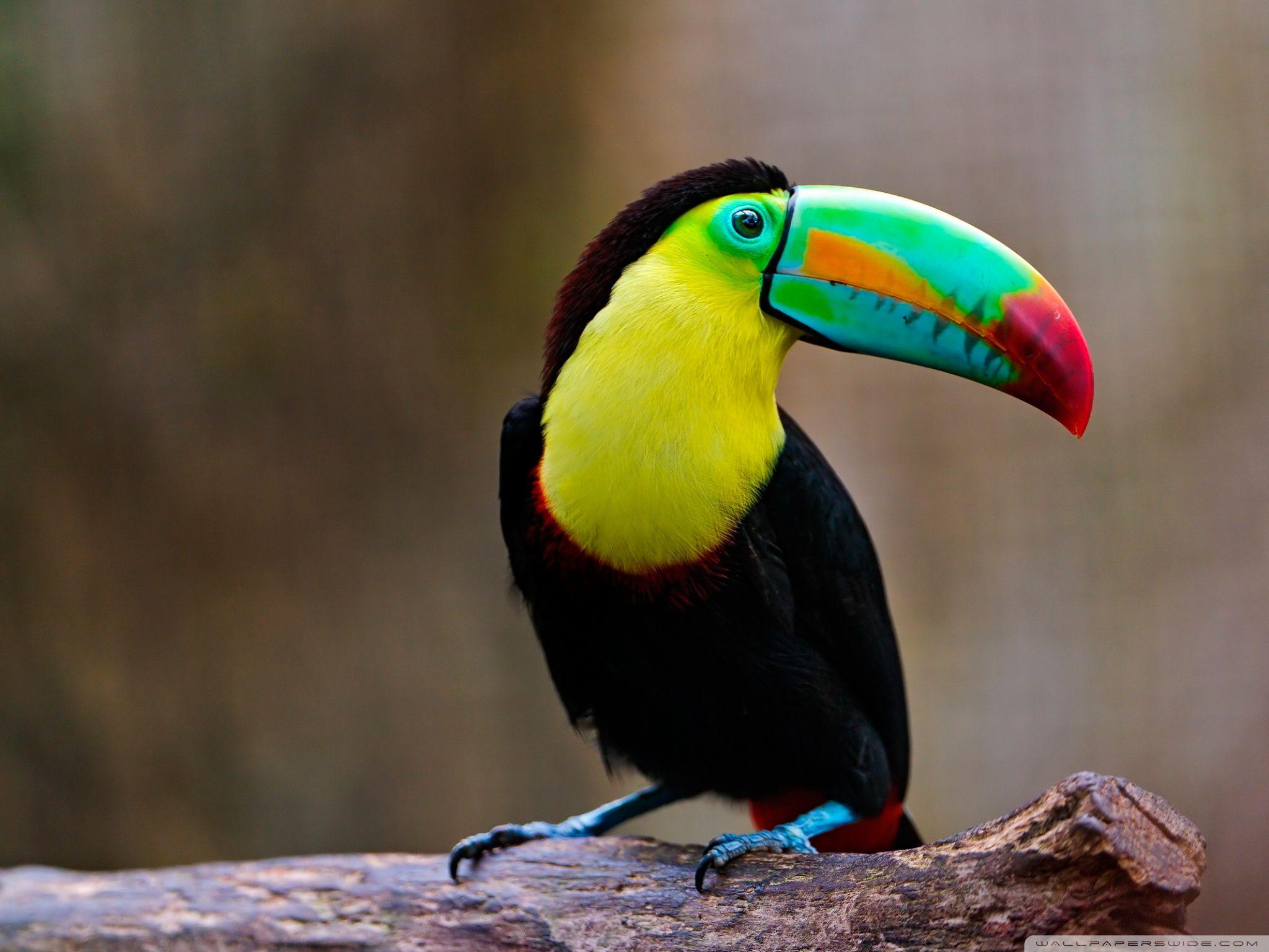 Toucan Wallpapers