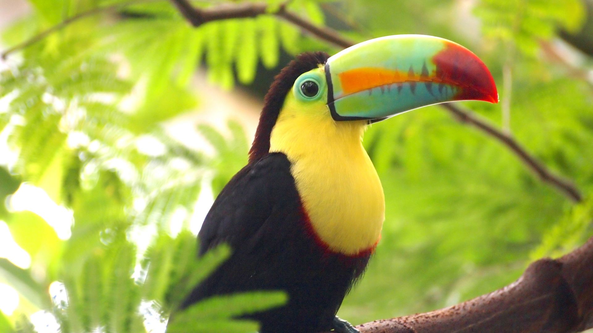 Toucan Wallpapers