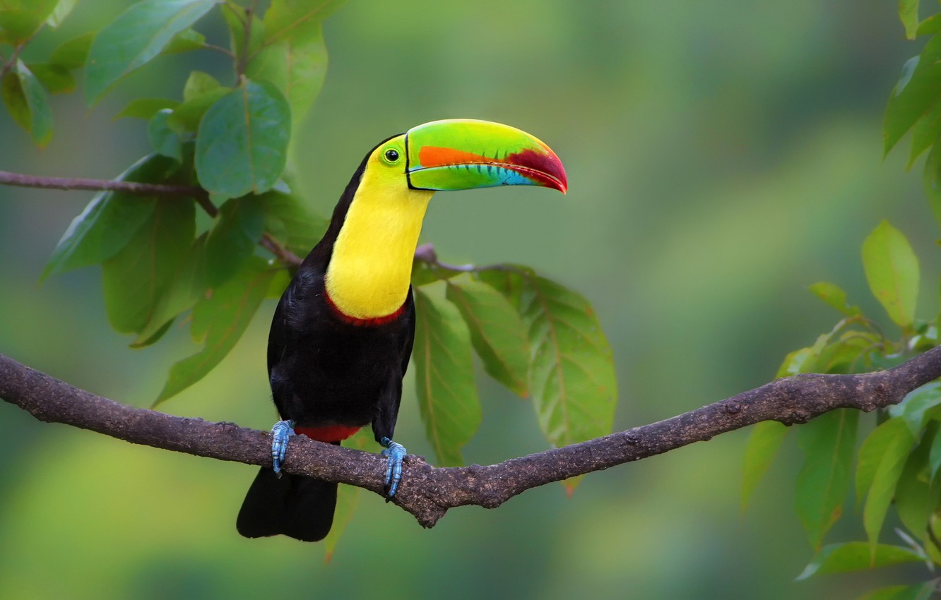 Toucan Wallpapers