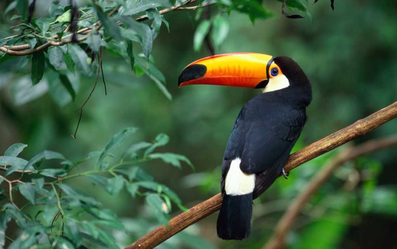 Toucan Wallpapers