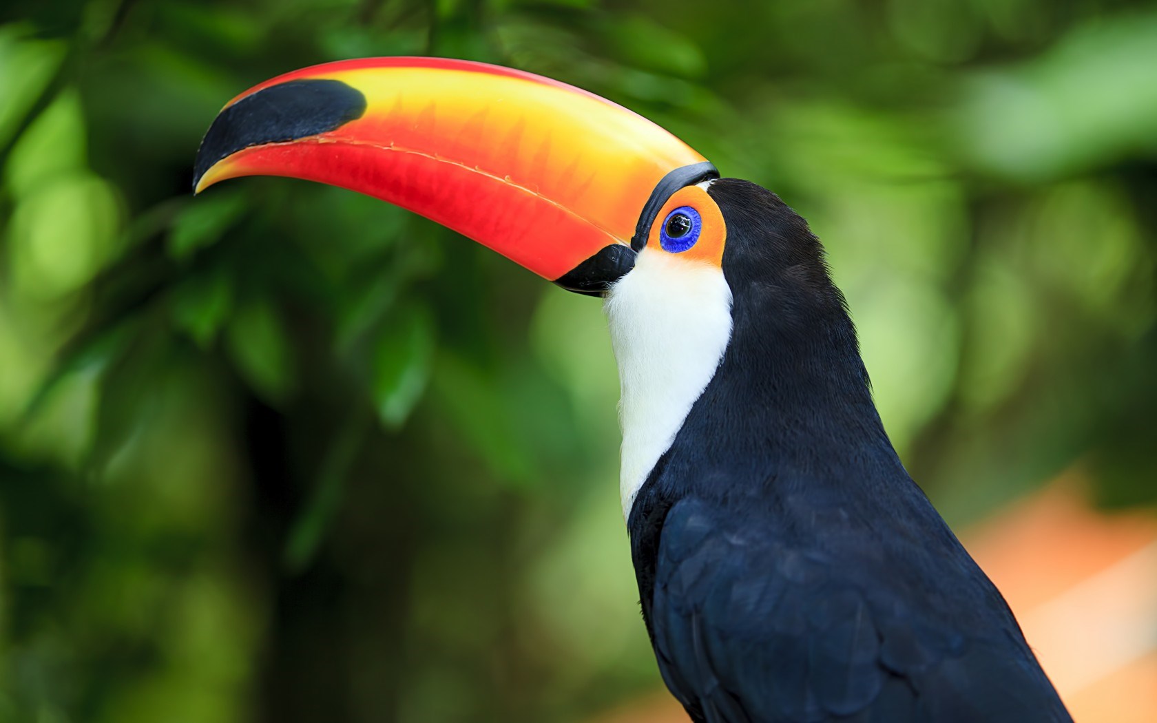 Toucan Wallpapers