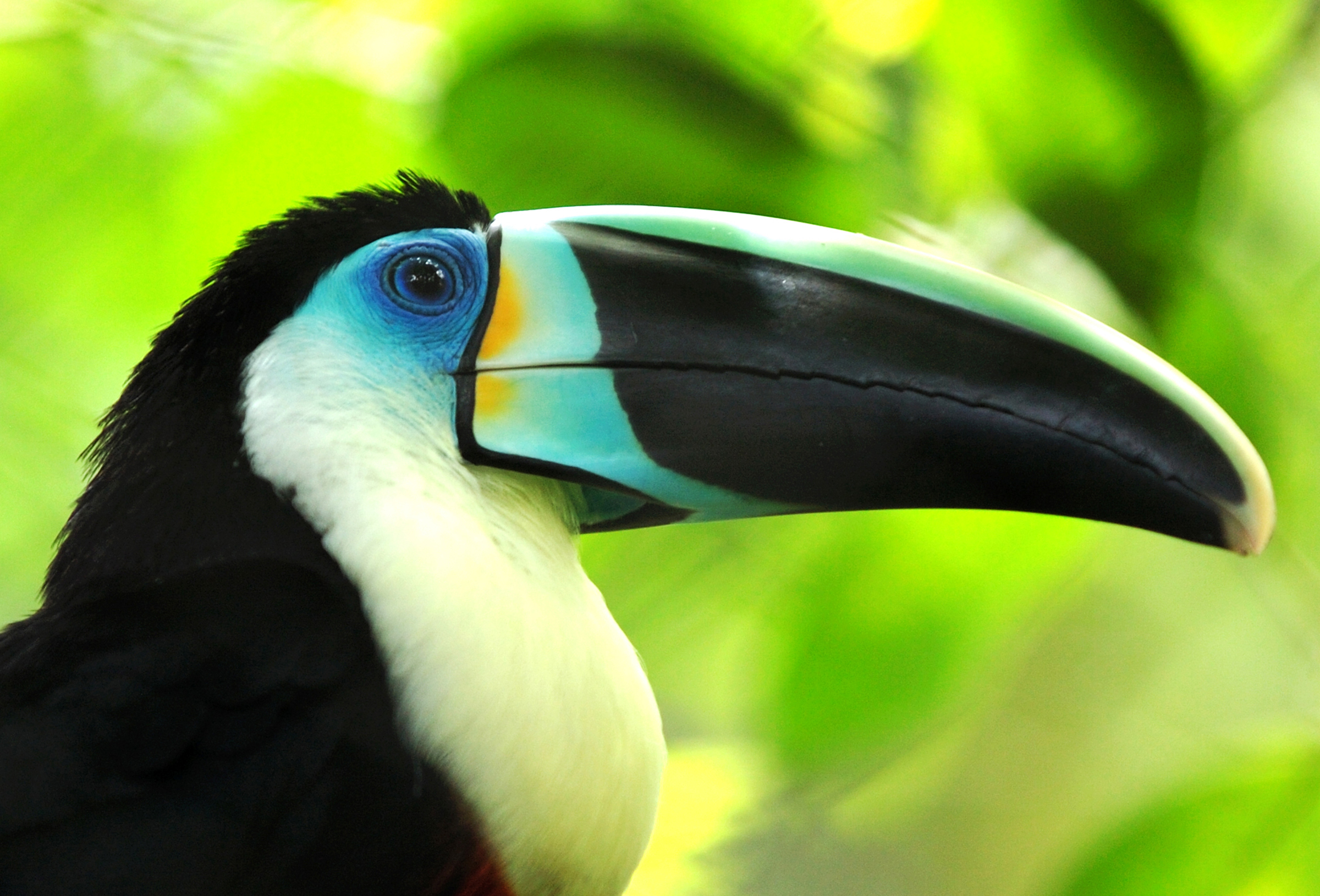 Toucan Wallpapers