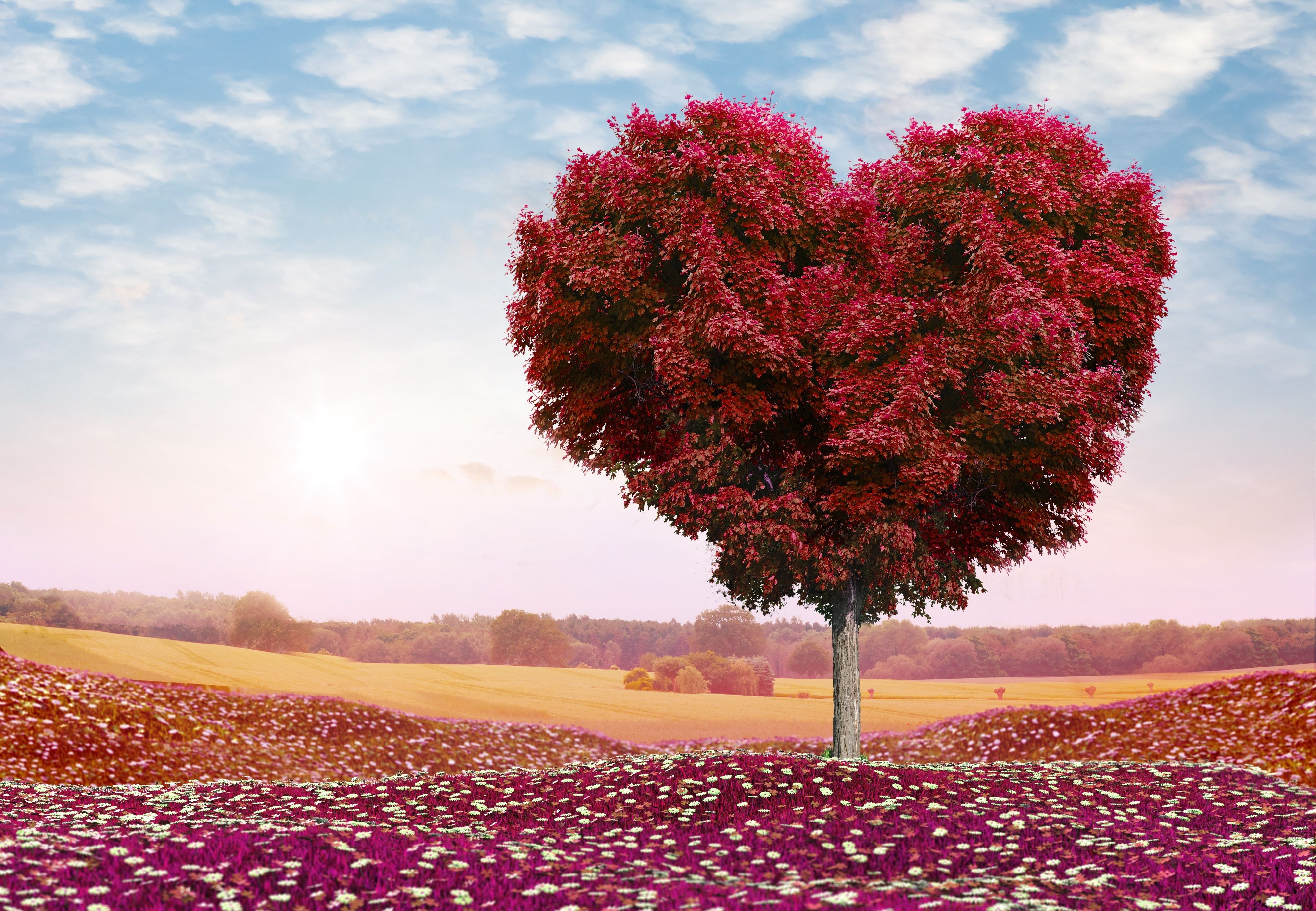 Tree For Love Wallpapers