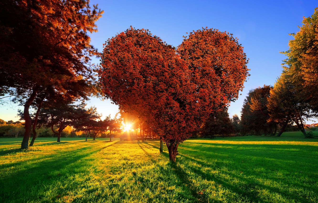 Tree For Love Wallpapers