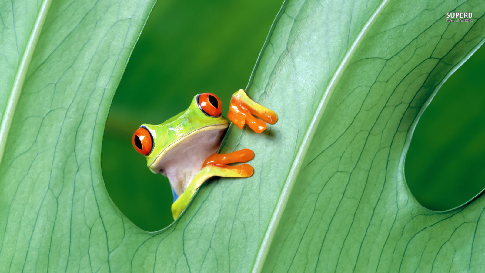 Tree Frog Wallpapers