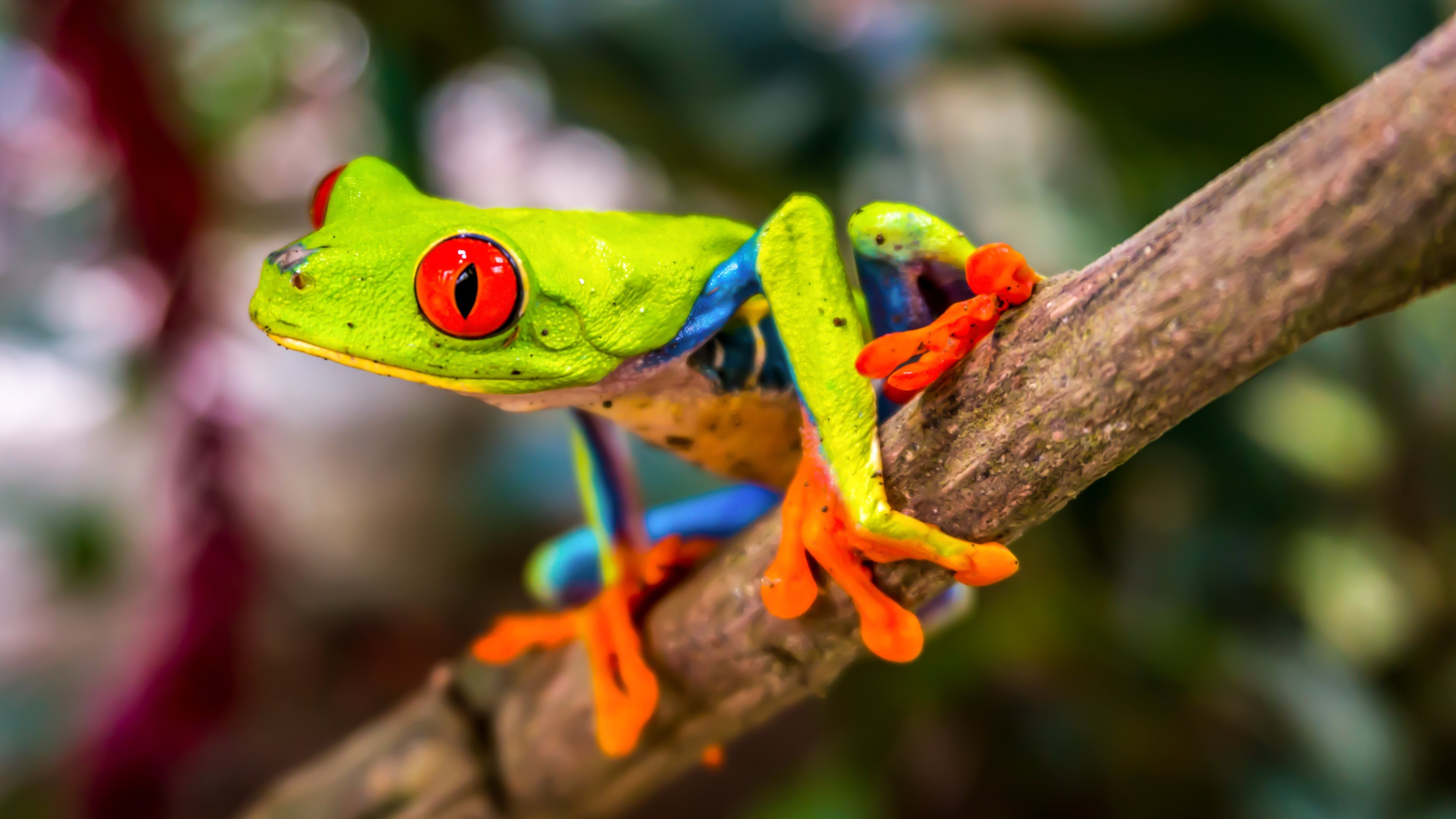 Tree Frog Wallpapers