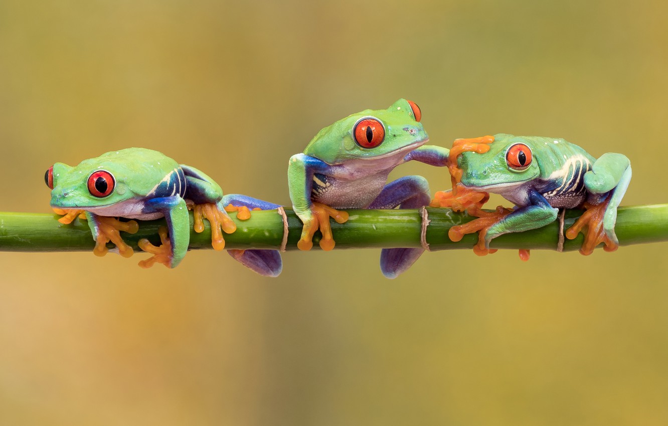 Tree Frog Wallpapers