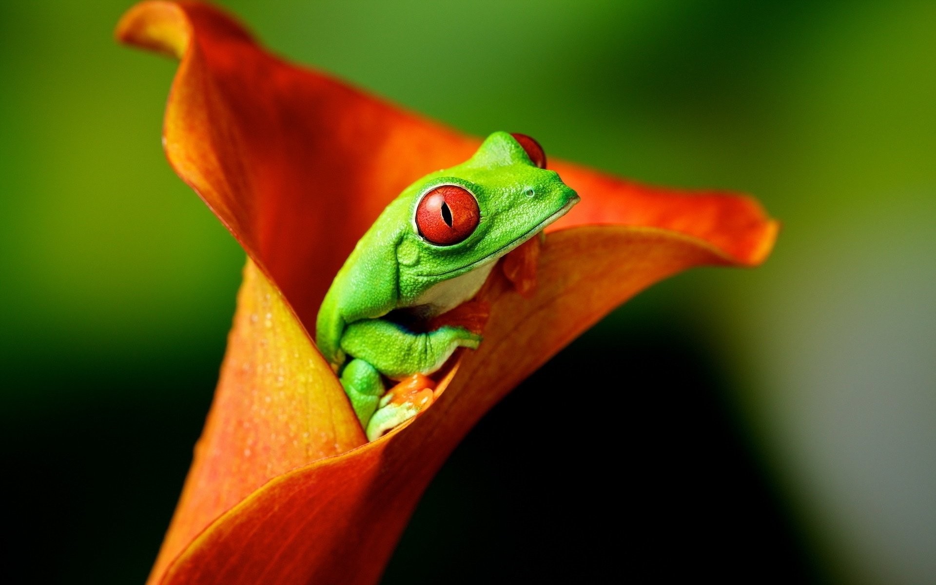 Tree Frog Wallpapers