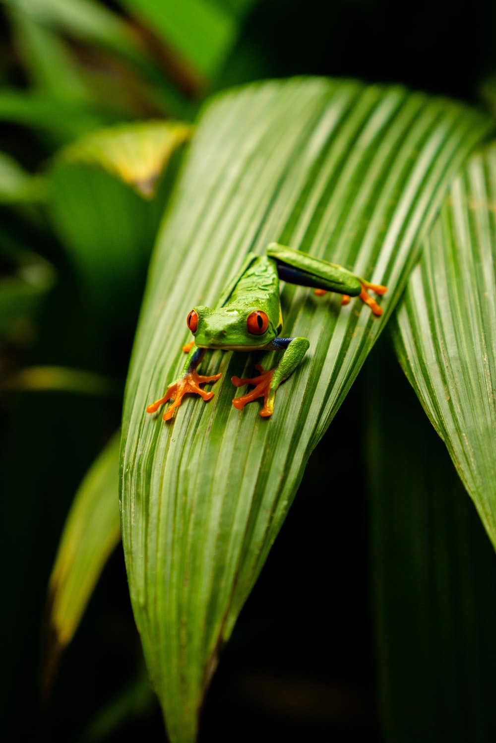 Tree Frog Wallpapers