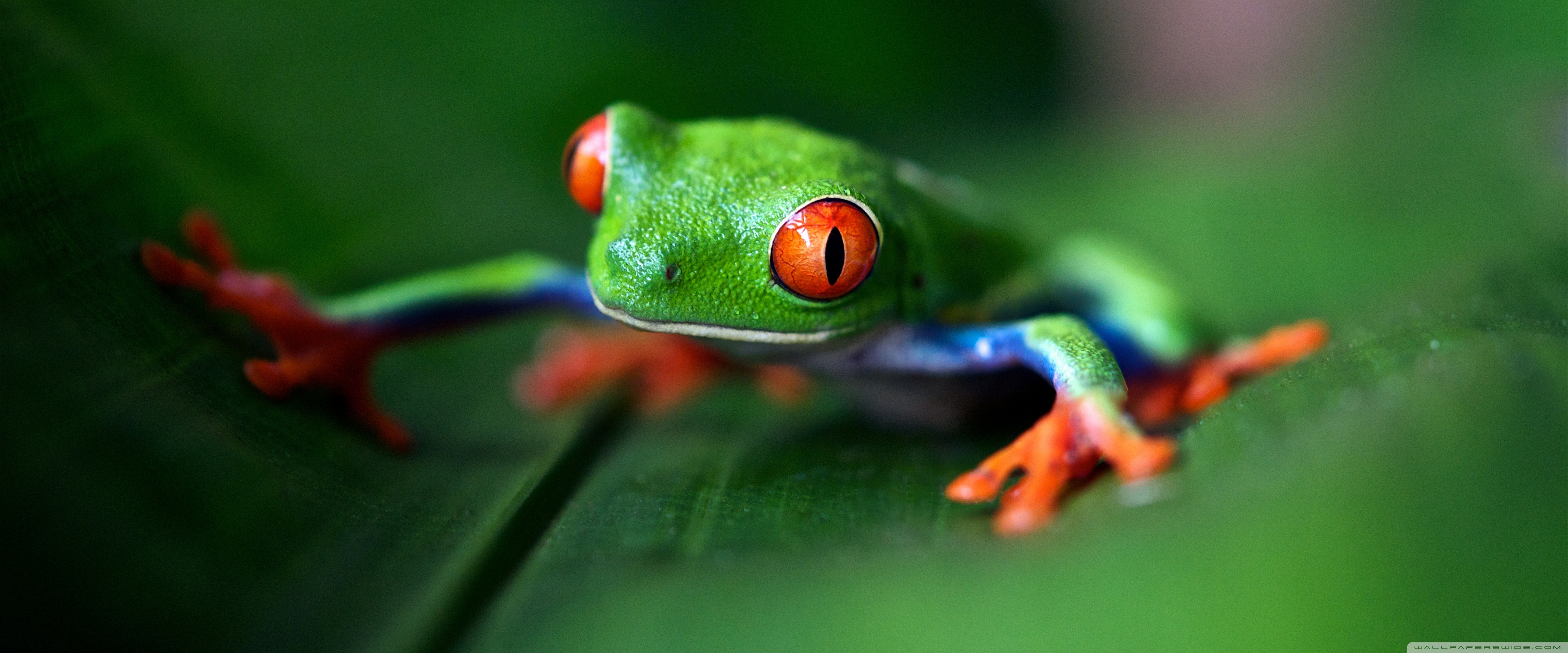 Tree Frog Wallpapers