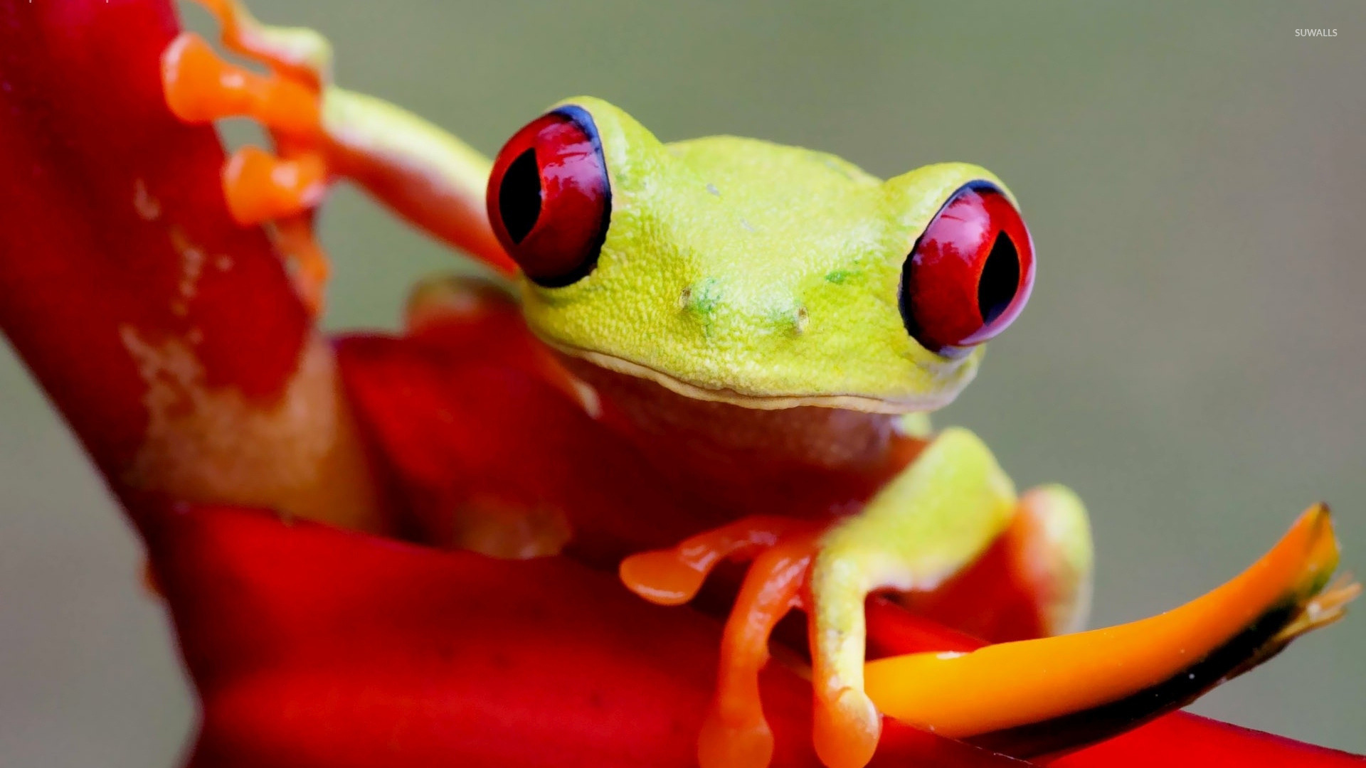 Tree Frog Wallpapers