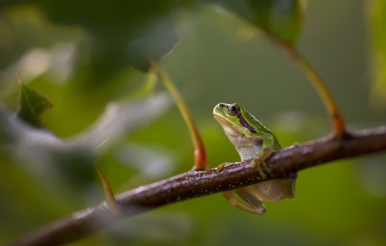 Tree Frog Wallpapers