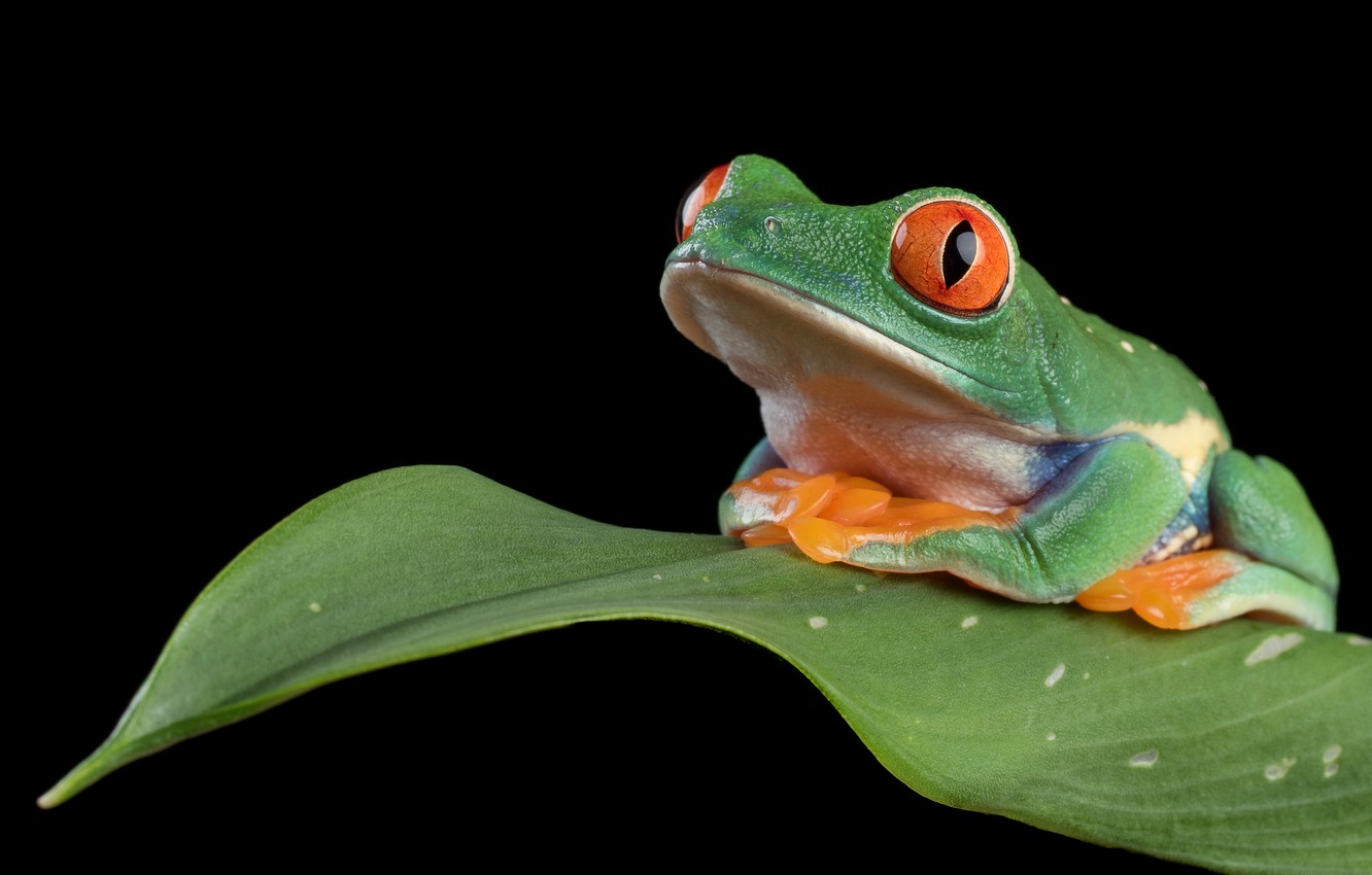 Tree Frog Wallpapers