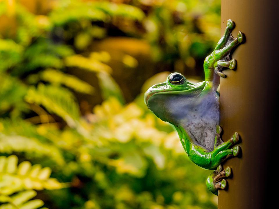 Tree Frog Wallpapers