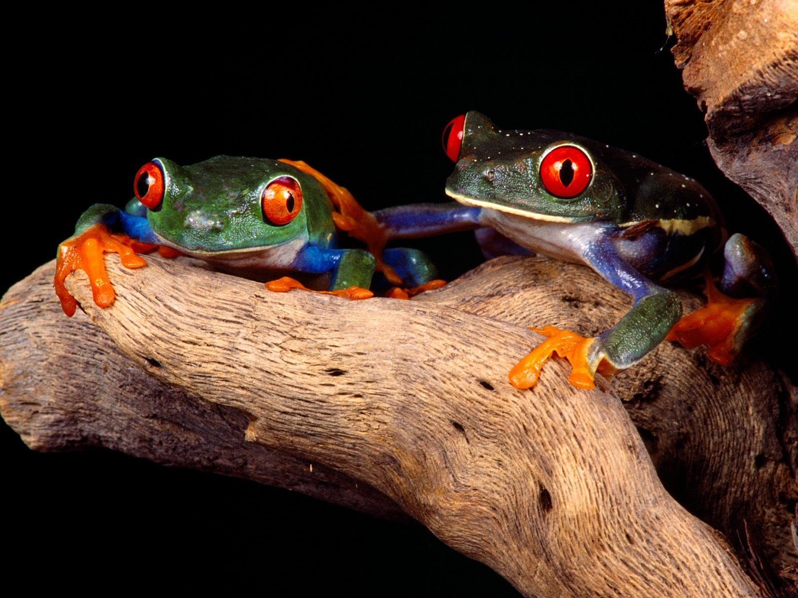 Tree Frog Wallpapers