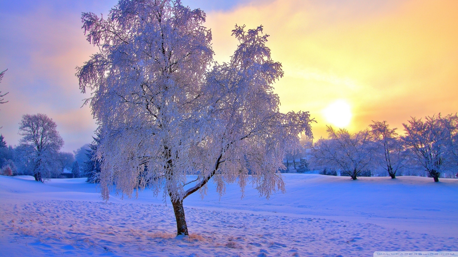 Tree In Snow Winter Sunset Wallpapers