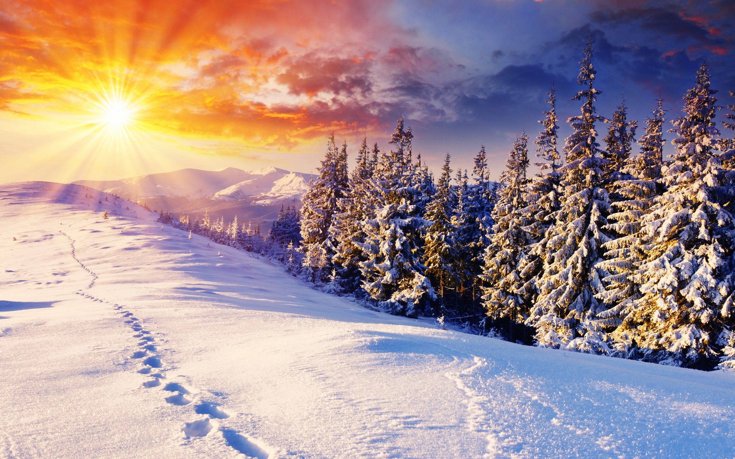 Tree In Snow Winter Sunset Wallpapers