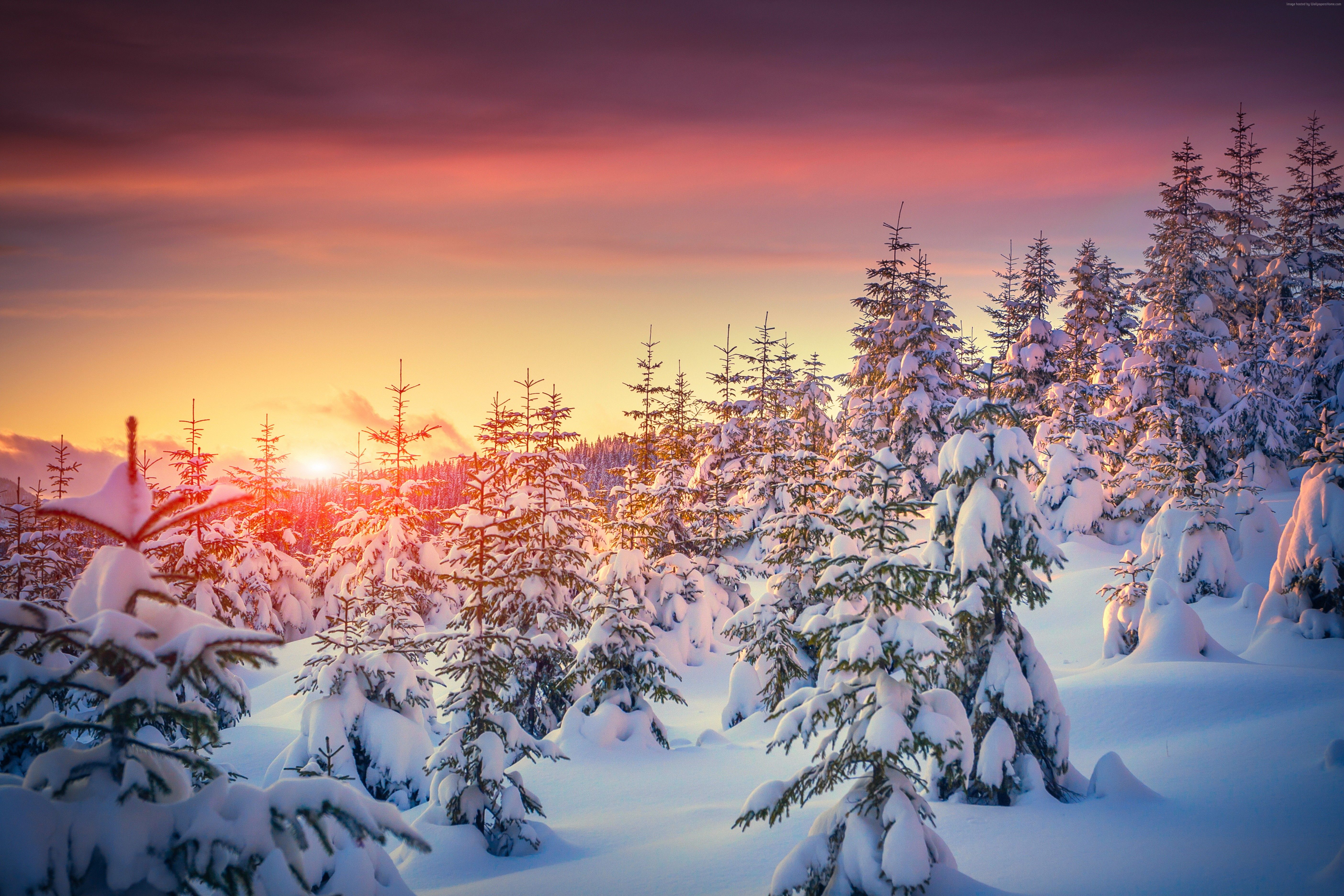 Tree In Snow Winter Sunset Wallpapers