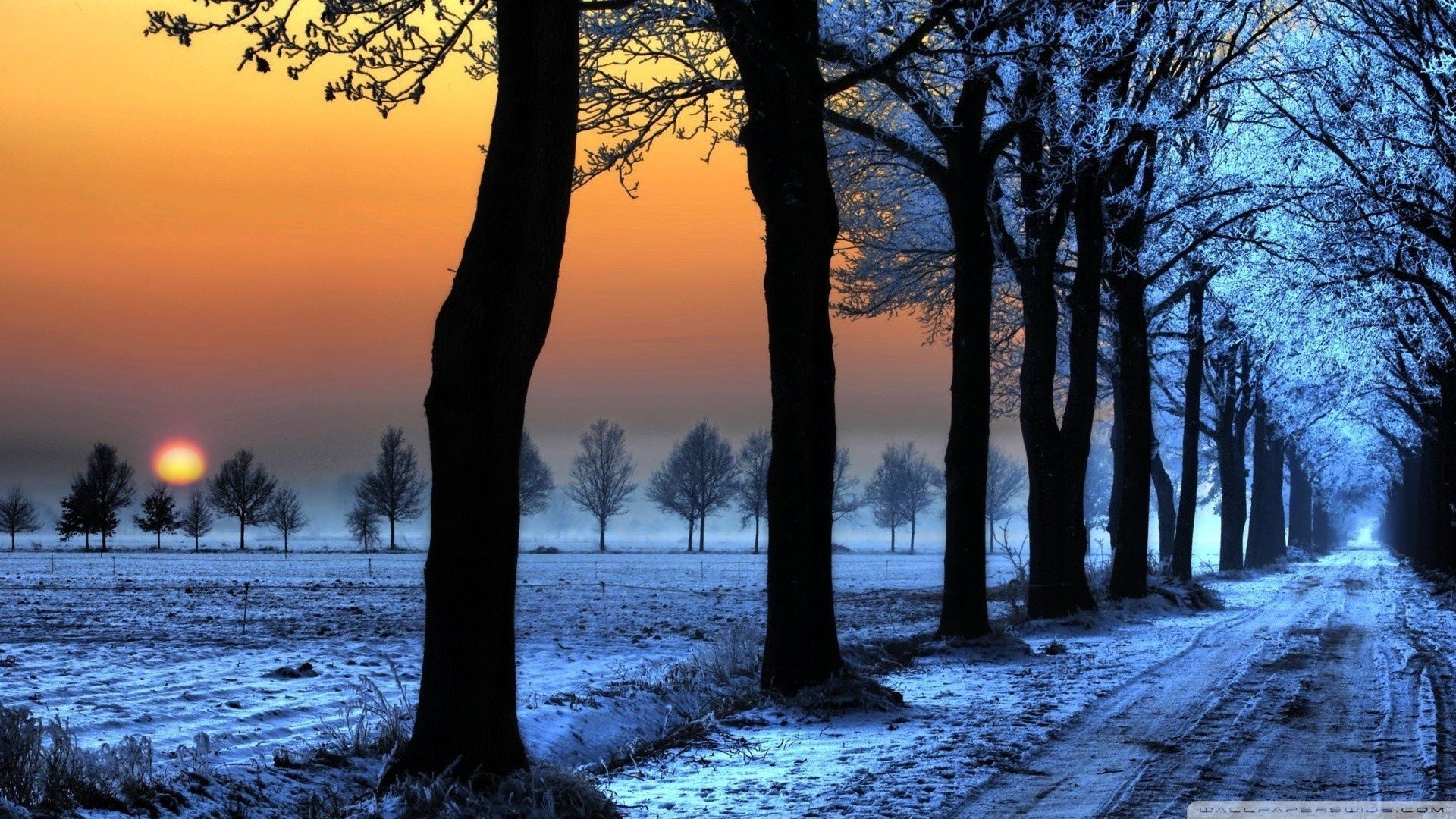 Tree In Snow Winter Sunset Wallpapers