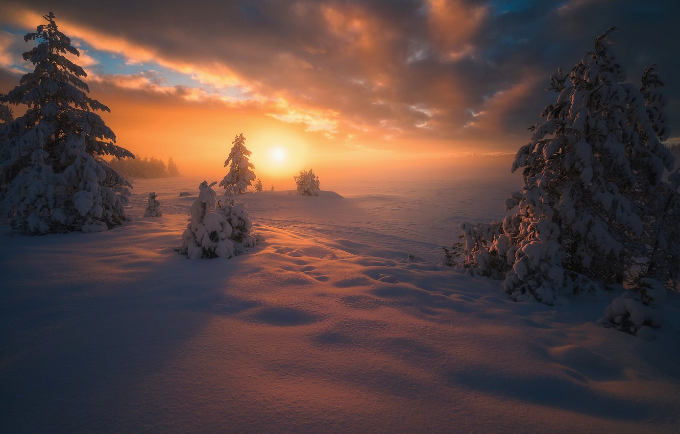 Tree In Snow Winter Sunset Wallpapers