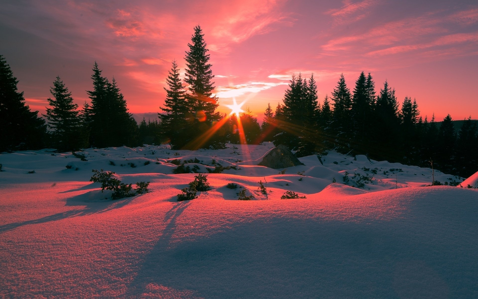 Tree In Snow Winter Sunset Wallpapers