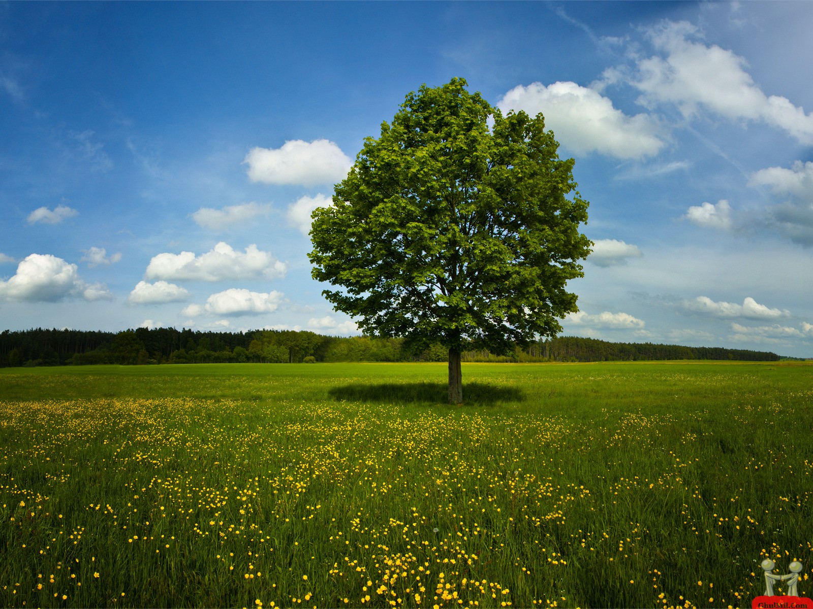 Tree In The Field Wallpapers