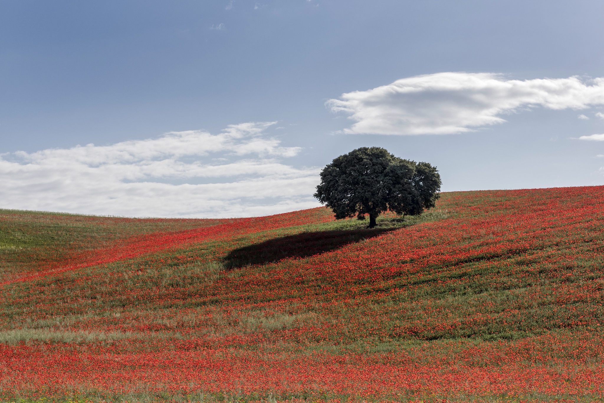 Tree In The Field Wallpapers