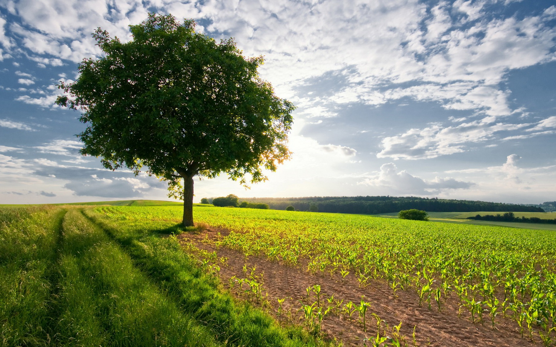 Tree In The Field Wallpapers