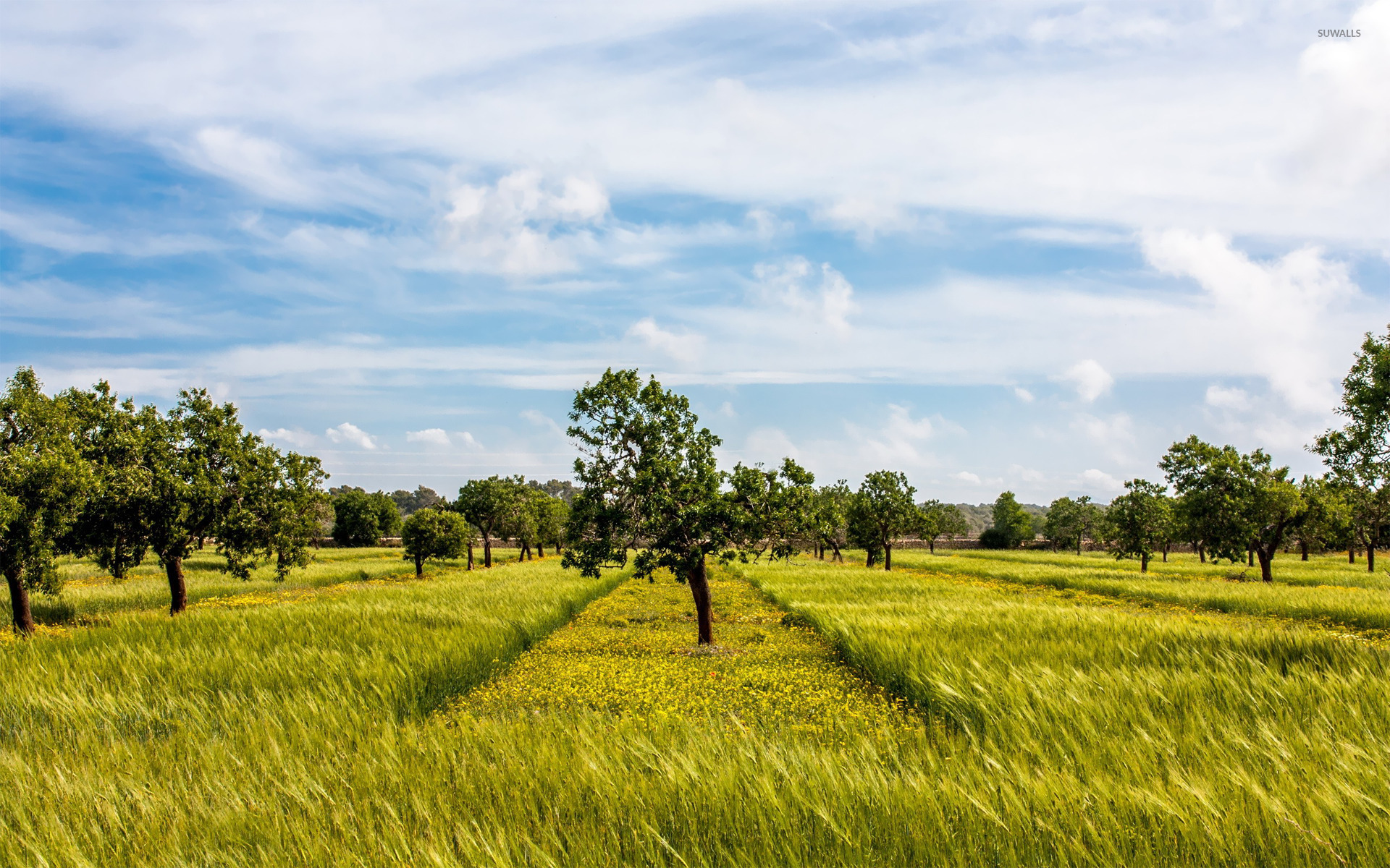 Tree In The Field Wallpapers