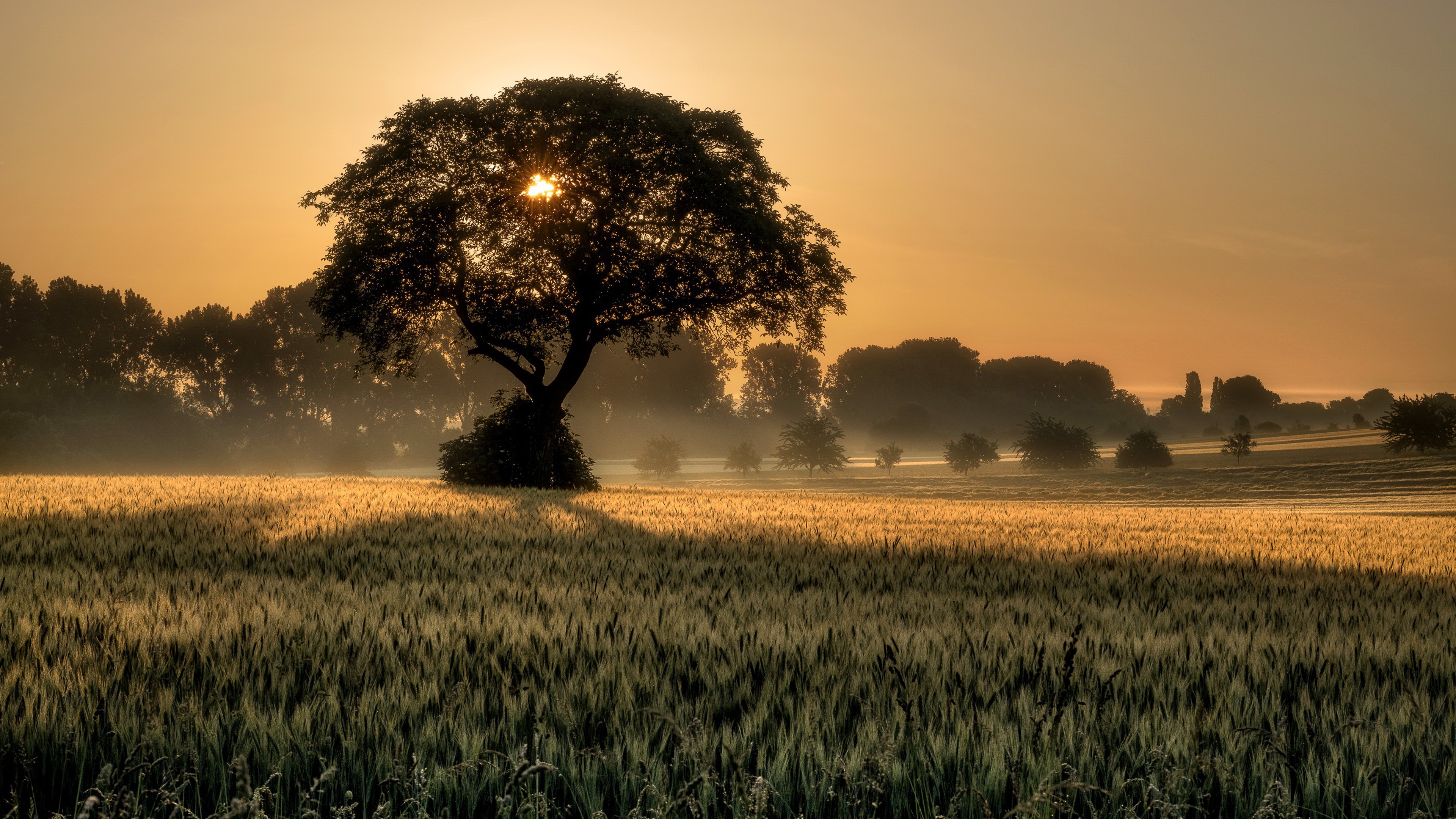 Tree In The Field Wallpapers