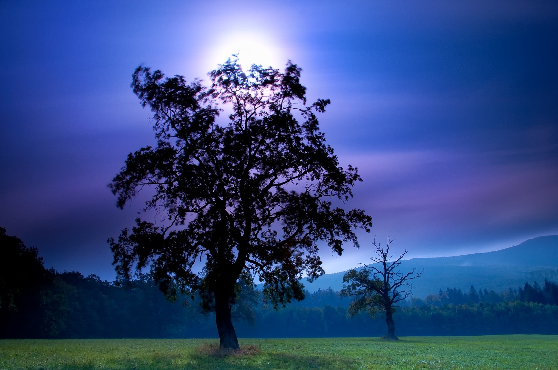 Tree In The Field Wallpapers