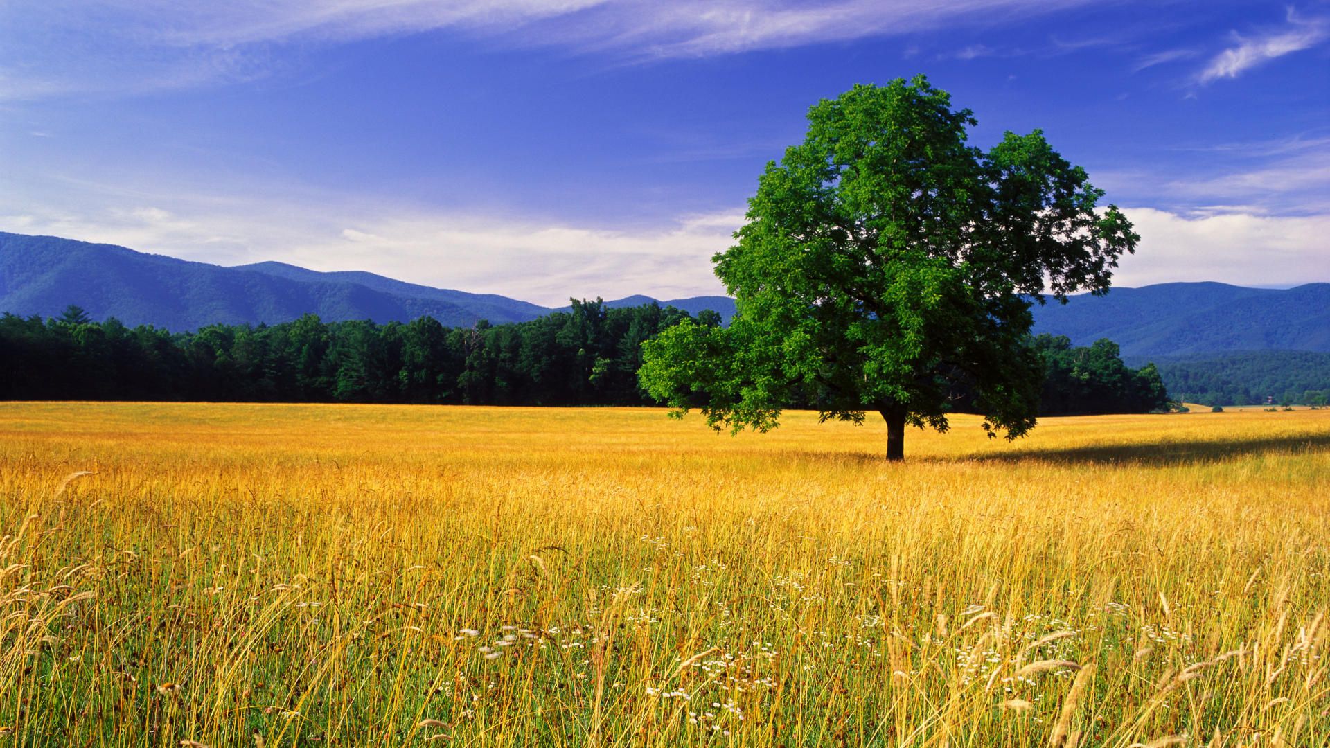 Tree In The Field Wallpapers