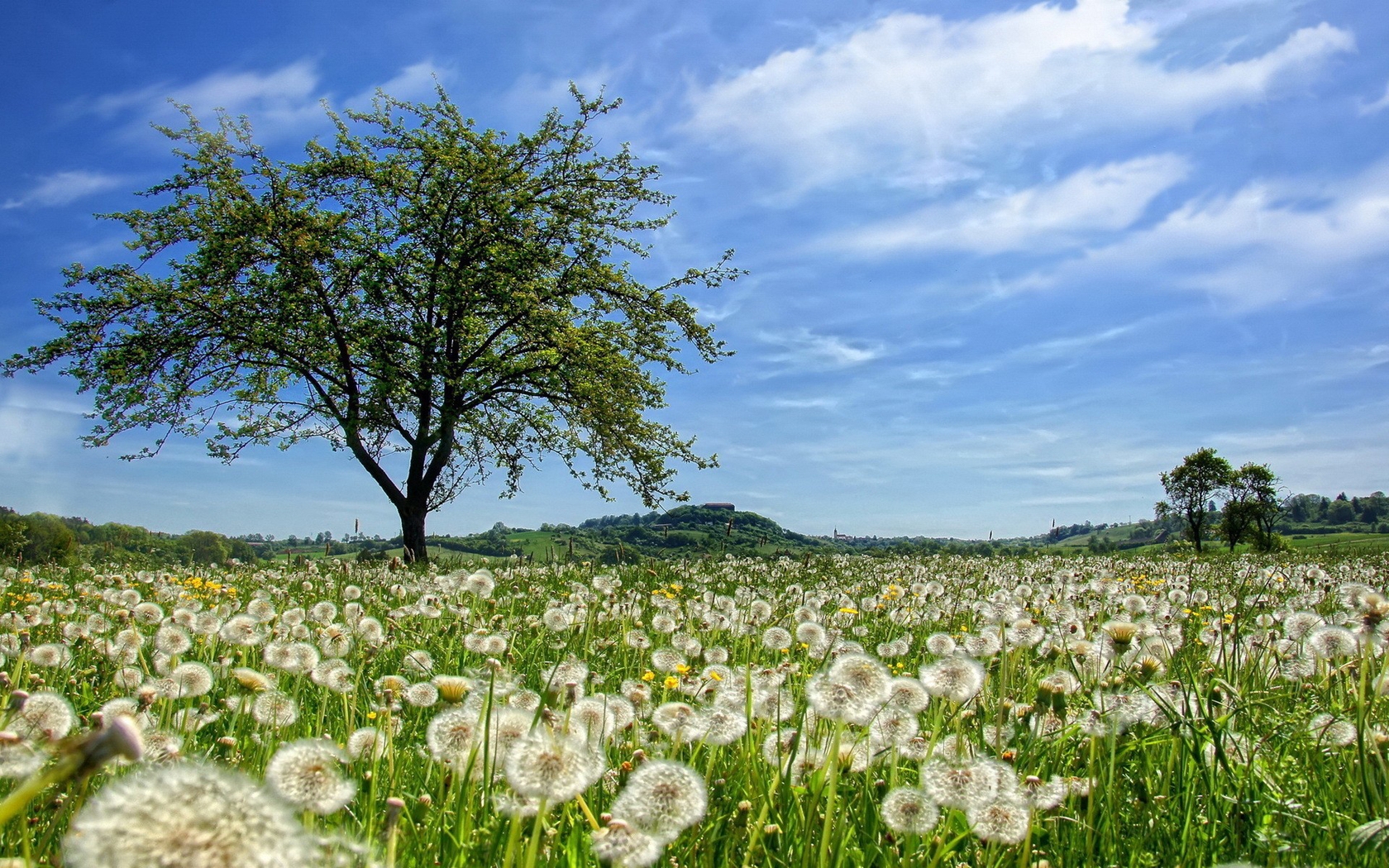 Tree In The Field Wallpapers