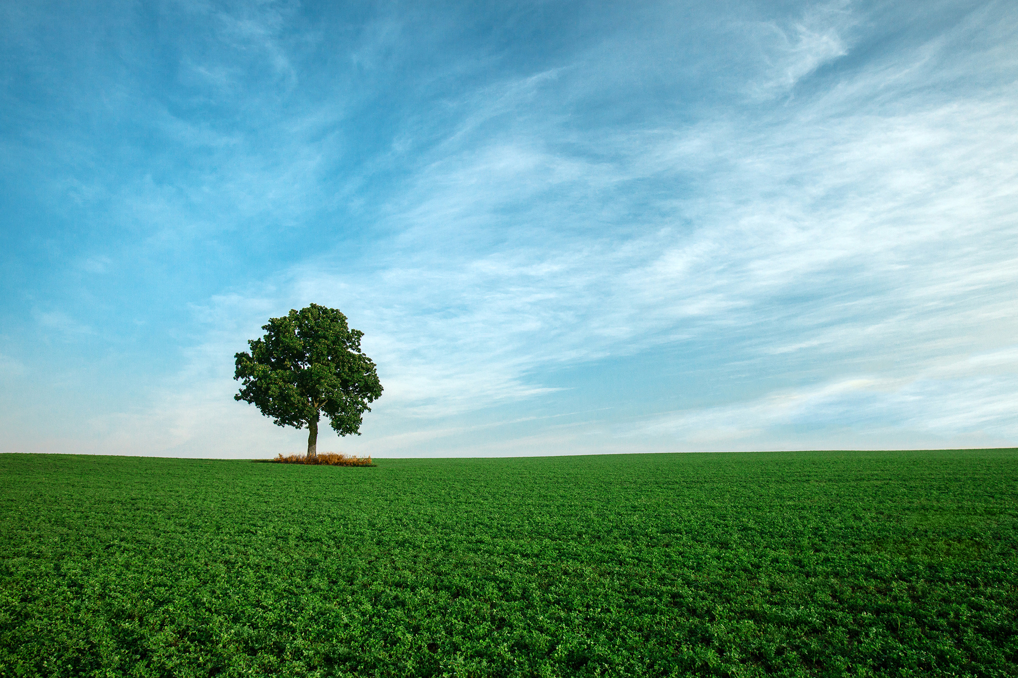 Tree Landscape Wallpapers