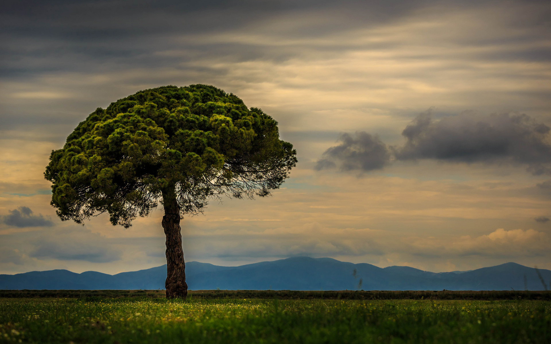 Tree Landscape Wallpapers