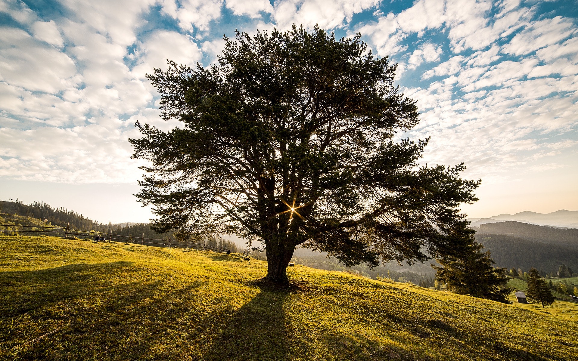 Tree Landscape Wallpapers