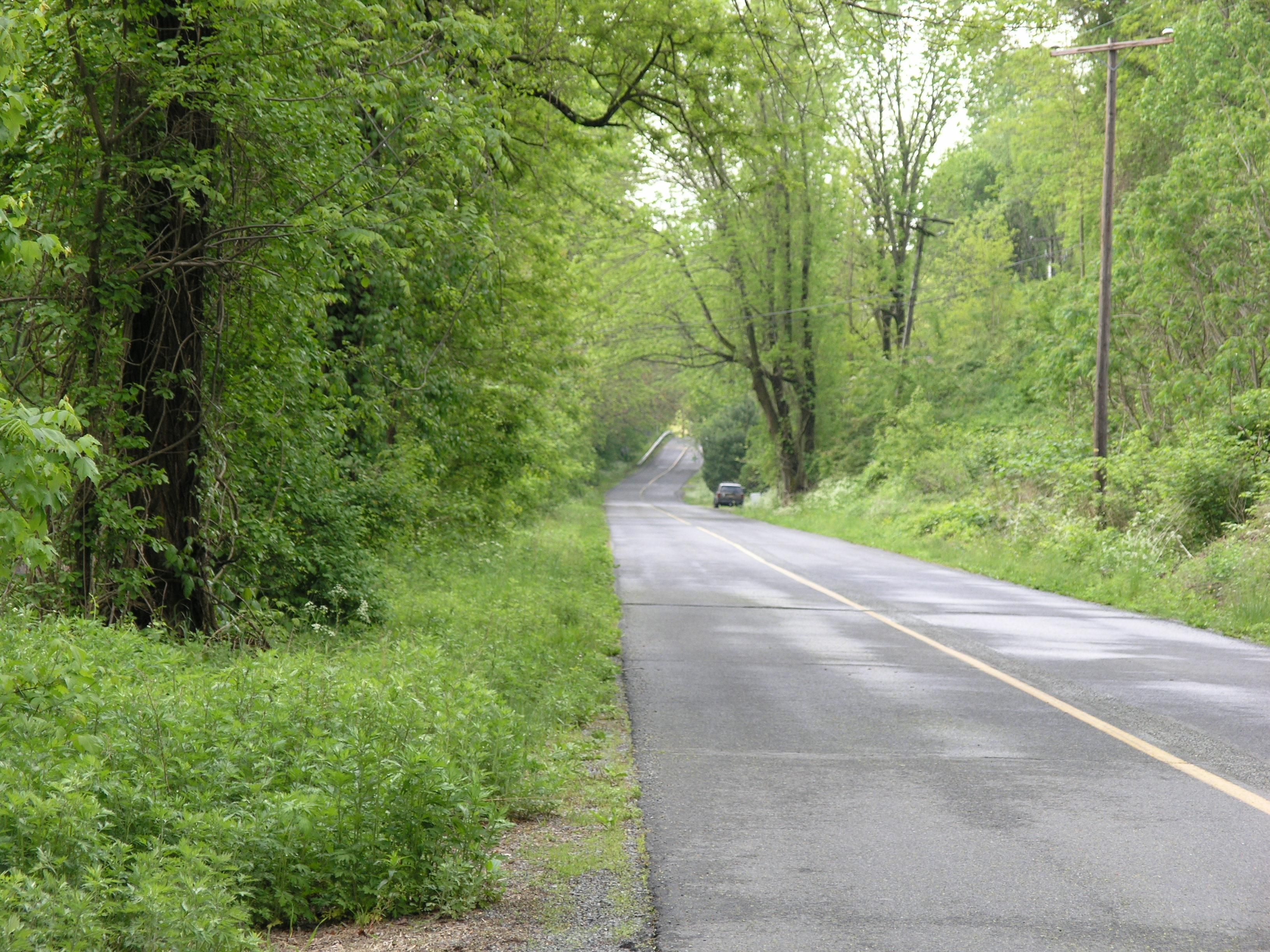 Tree-Lined Empty Road Wallpapers