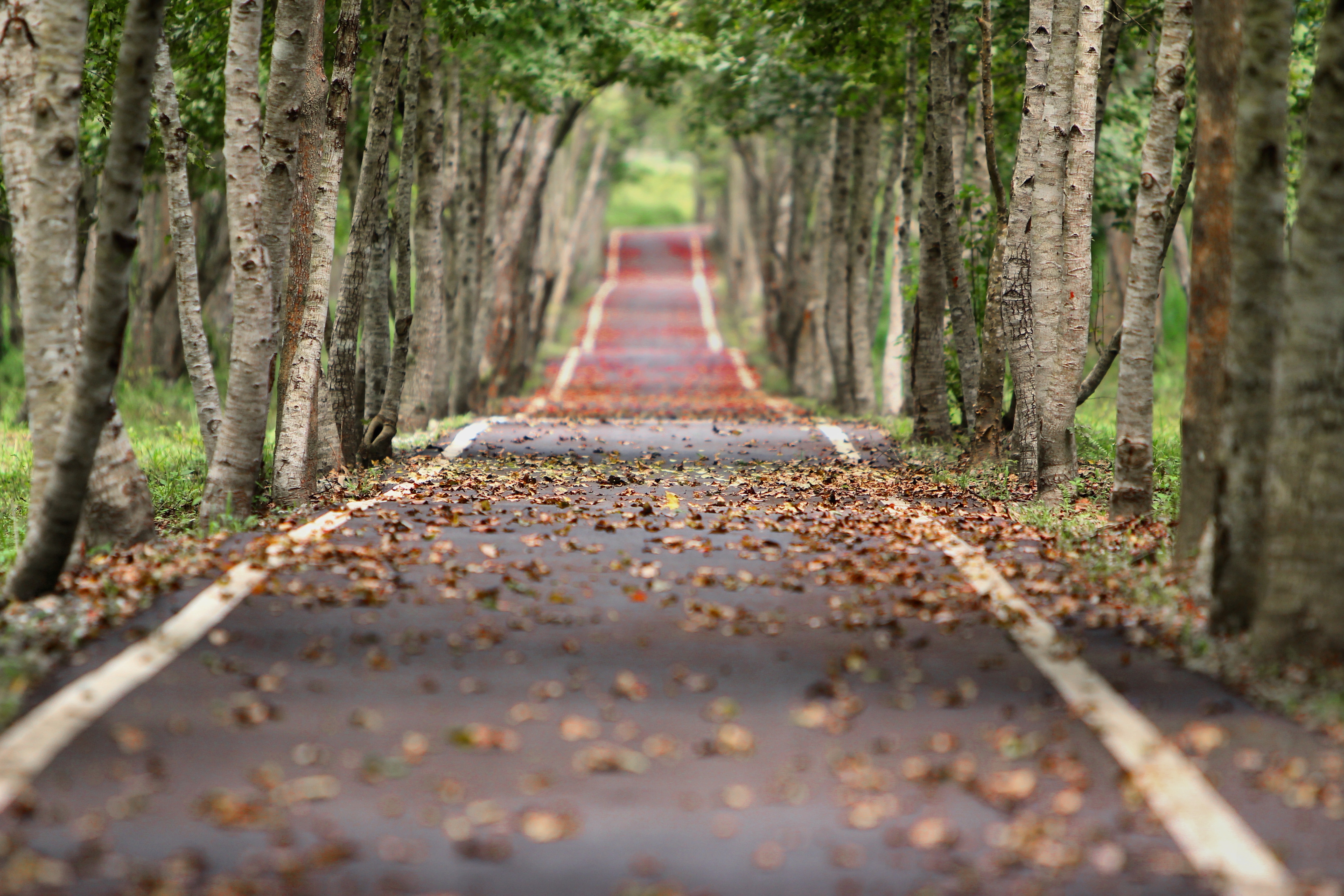 Tree-Lined Empty Road Wallpapers