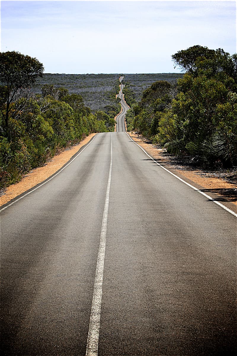 Tree-Lined Empty Road Wallpapers