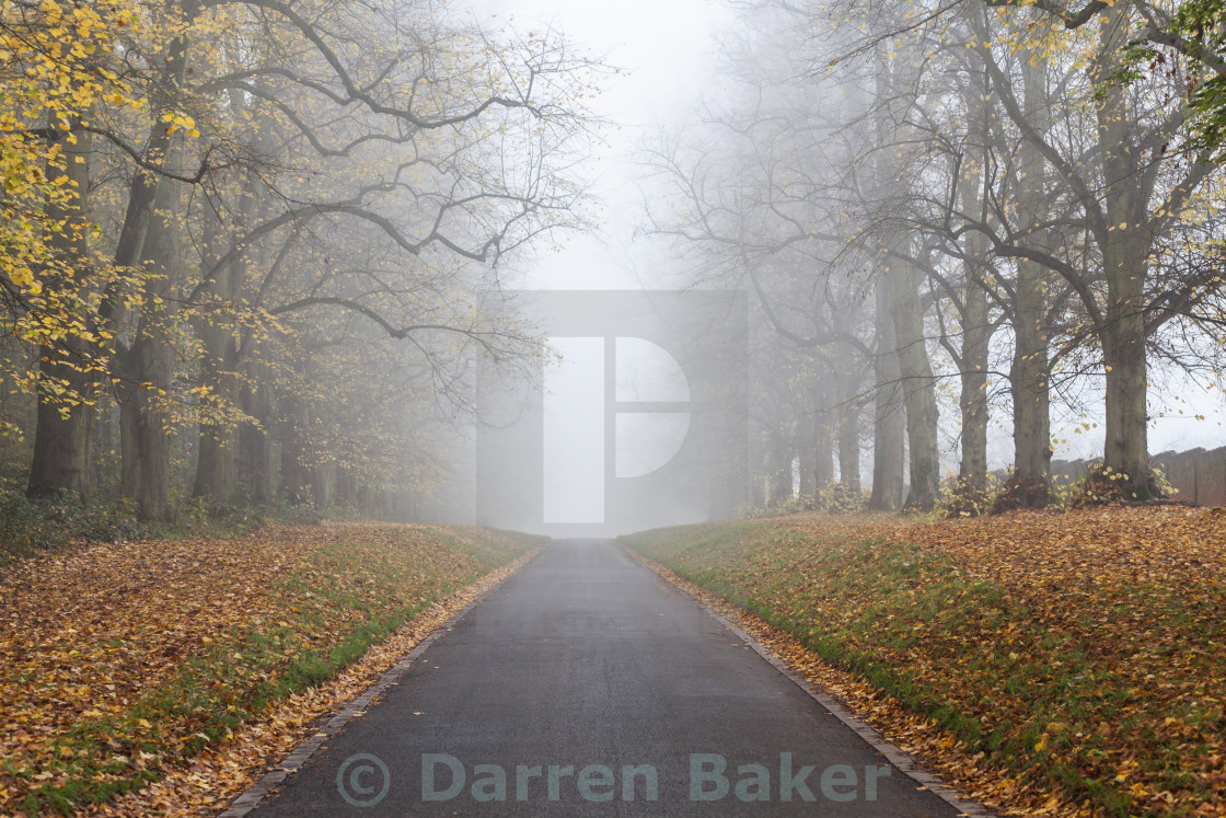 Tree-Lined Empty Road Wallpapers