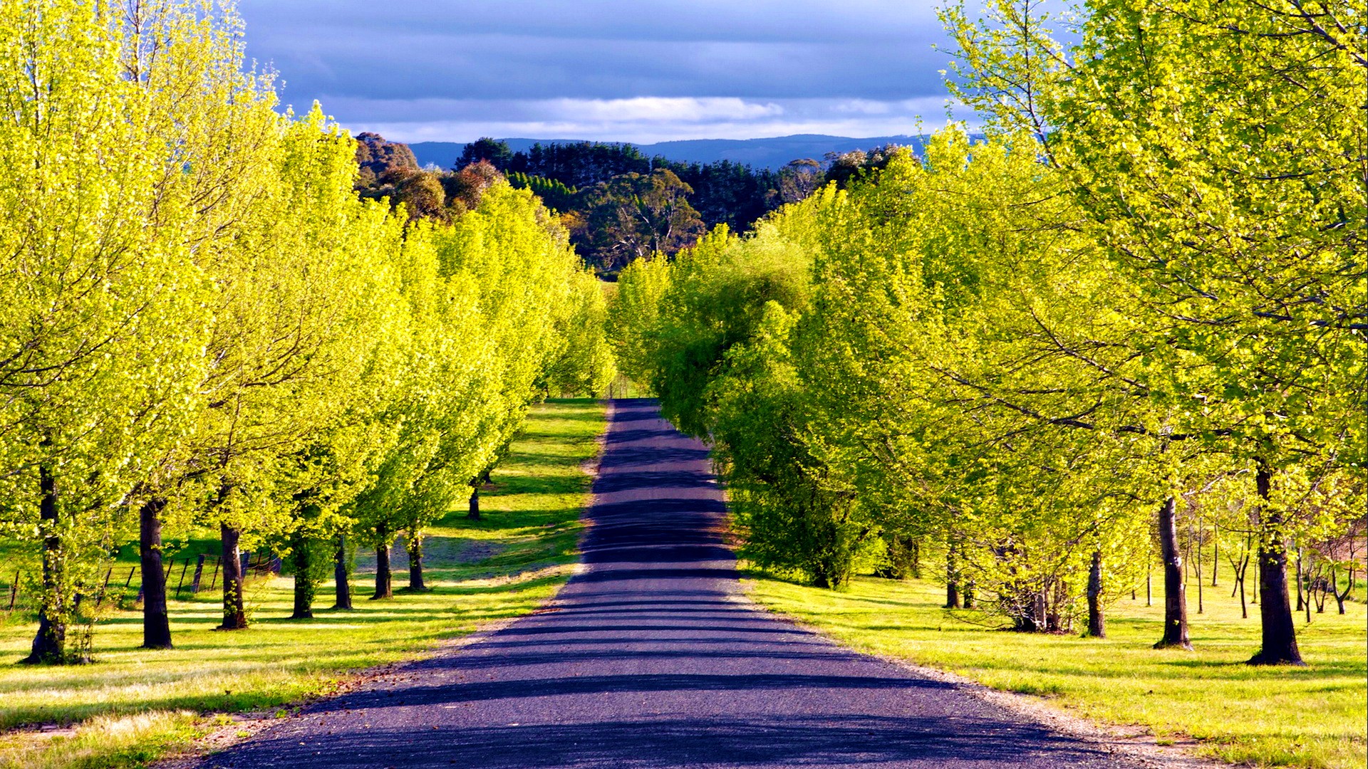 Tree-Lined Empty Road Wallpapers