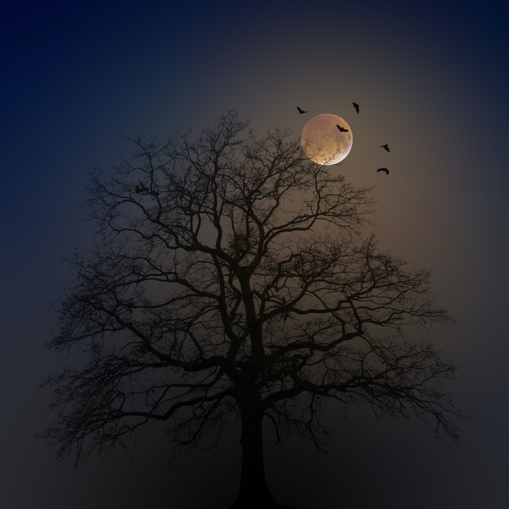 Tree Minimal Moon Wallpapers