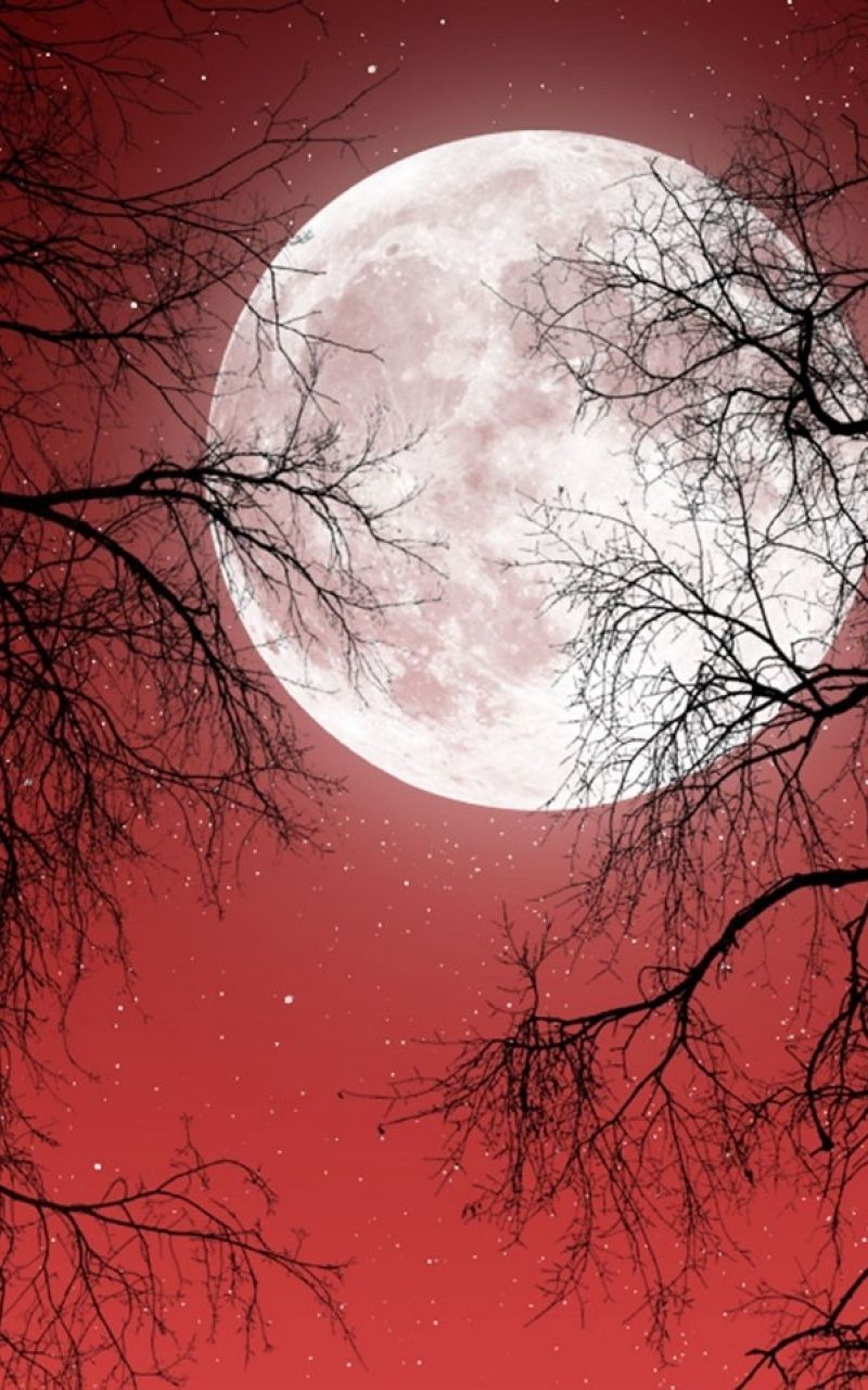 Tree Minimal Moon Wallpapers