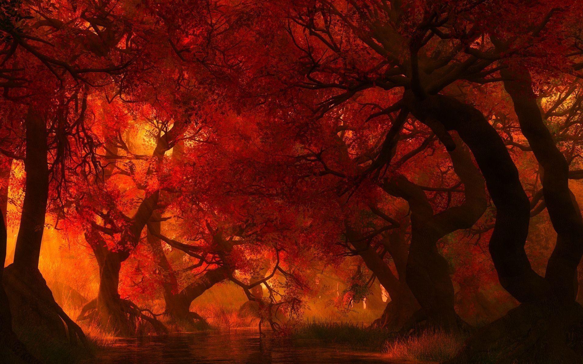 Tree On Fire Wallpapers