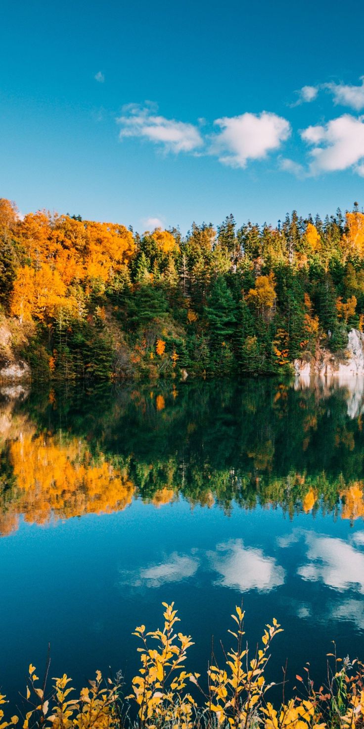 Tree Reflection In Lake Wallpapers